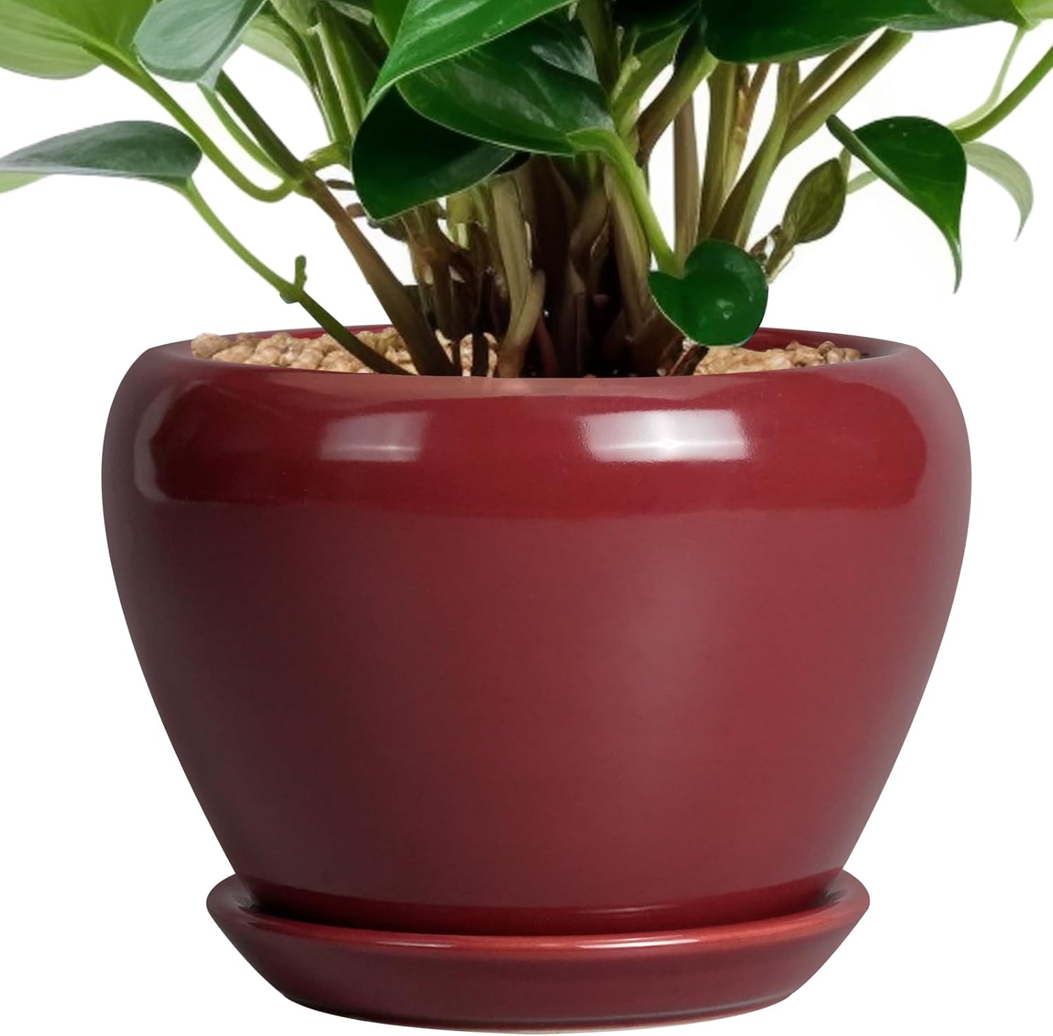 6in Ceramic Planter with Drainage Hole