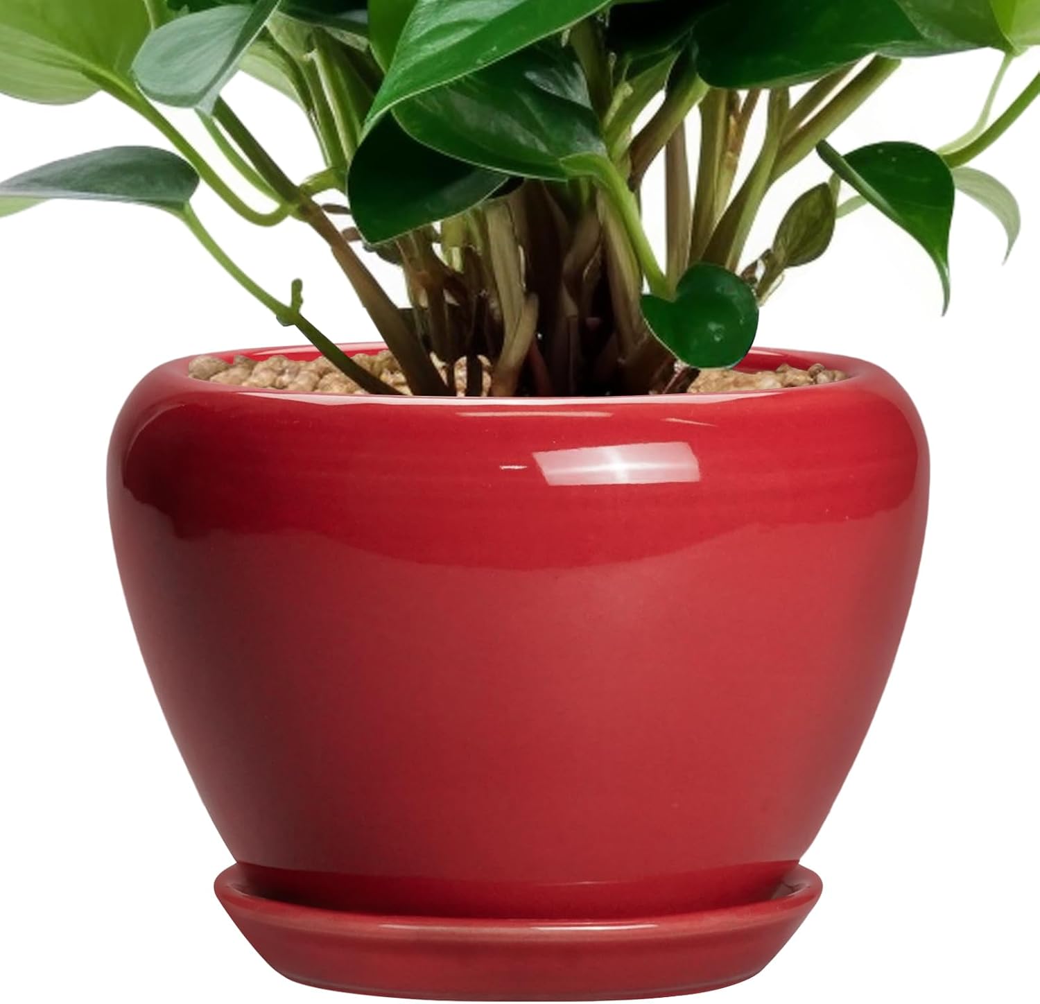 6in Ceramic Planter with Drainage Hole