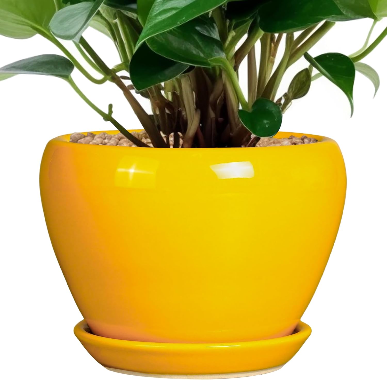 6in Ceramic Planter with Drainage Hole
