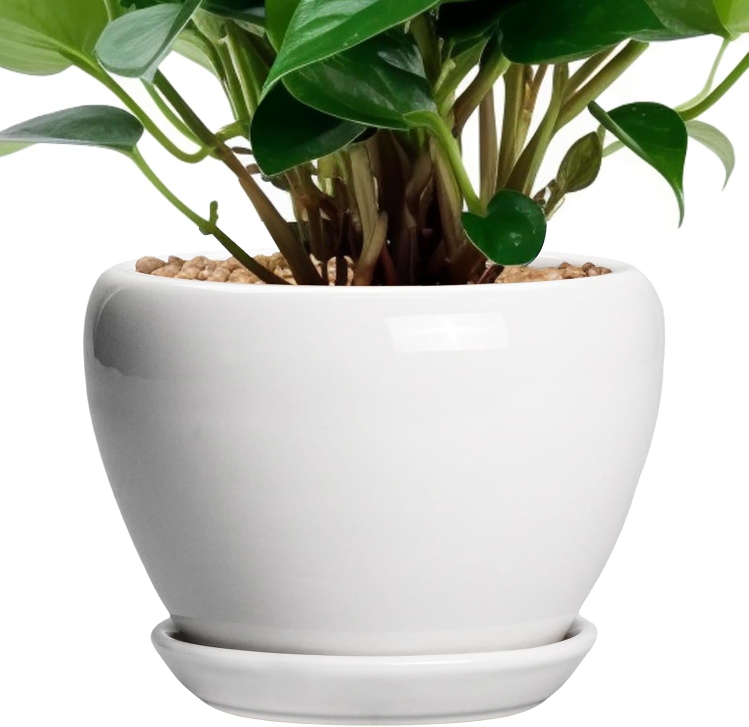 6in Ceramic Planter with Drainage Hole