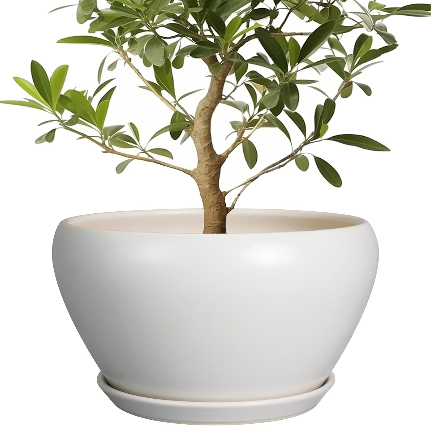 6in Ceramic Planter with Drainage Hole