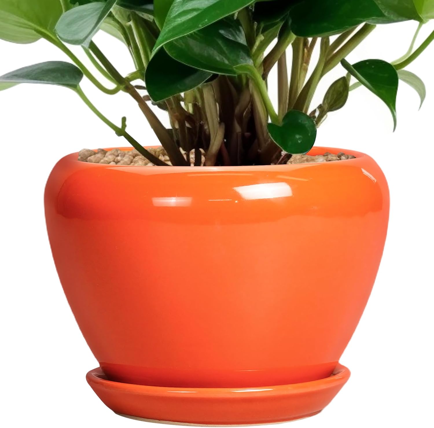 6in Ceramic Planter with Drainage Hole
