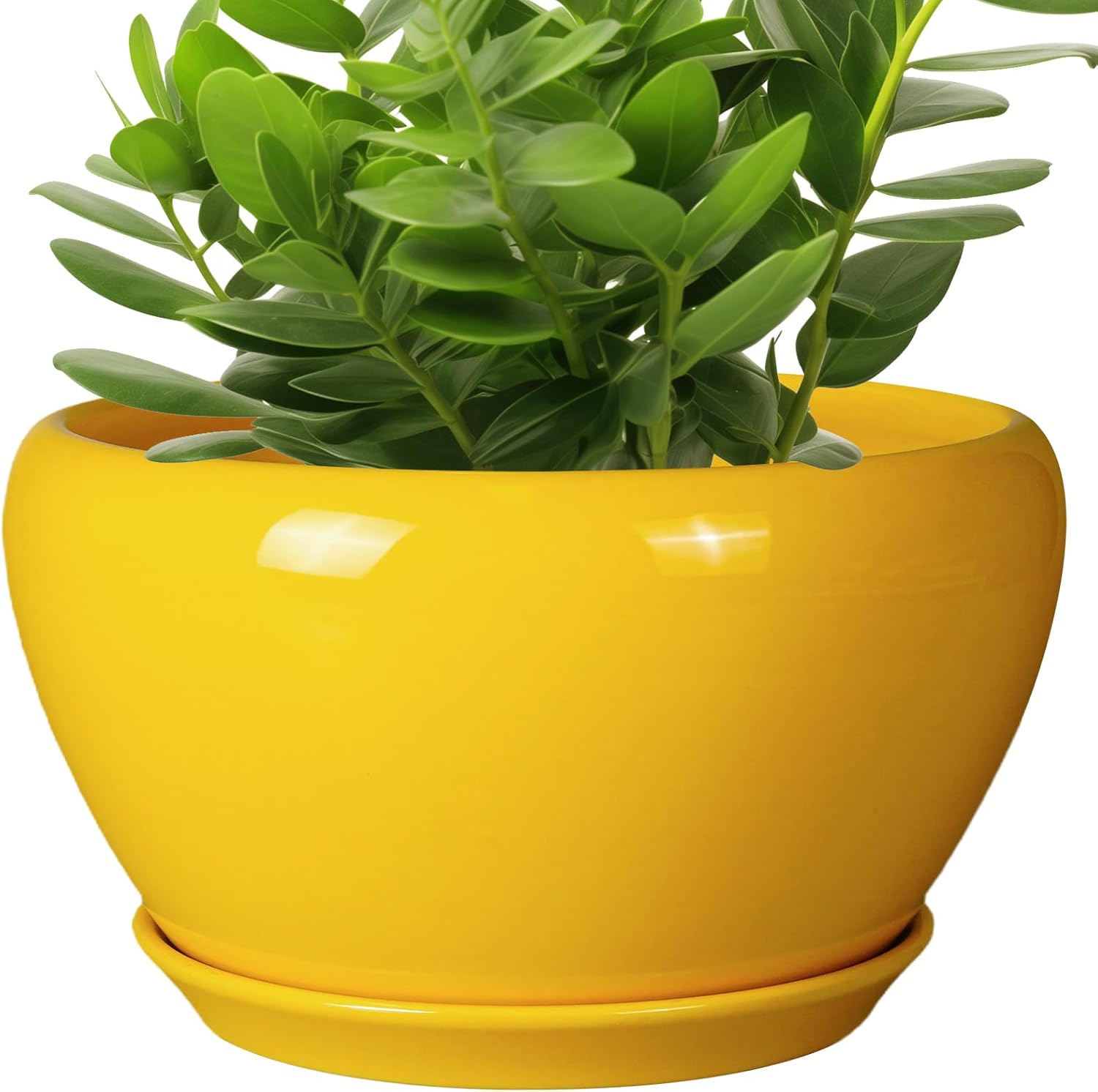 6in Ceramic Planter with Drainage Hole