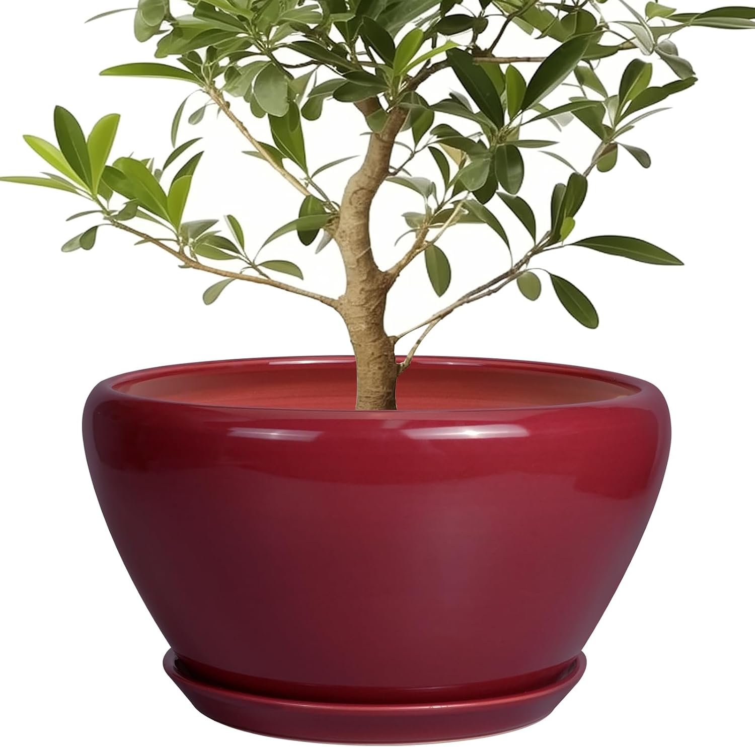 6in Ceramic Planter with Drainage Hole