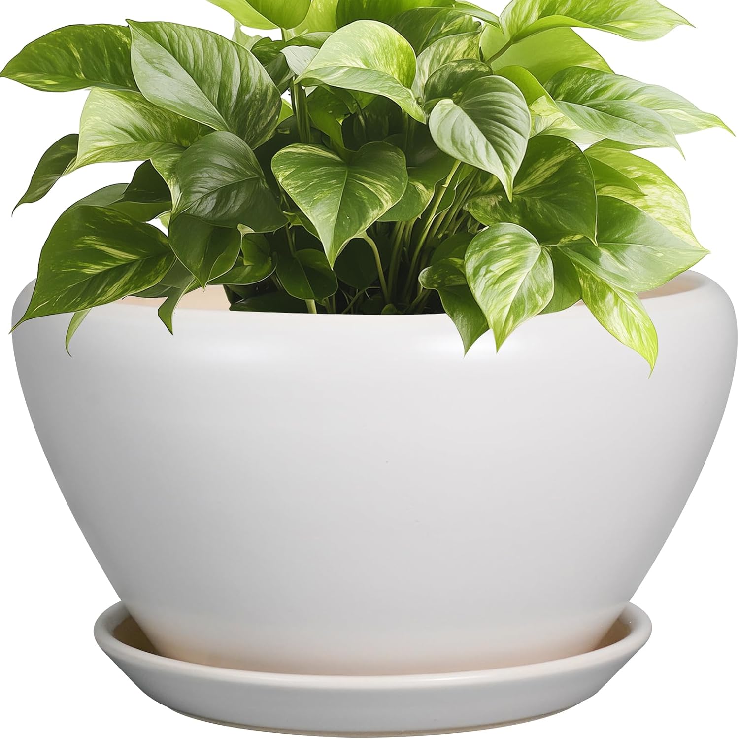 6in Ceramic Planter with Drainage Hole