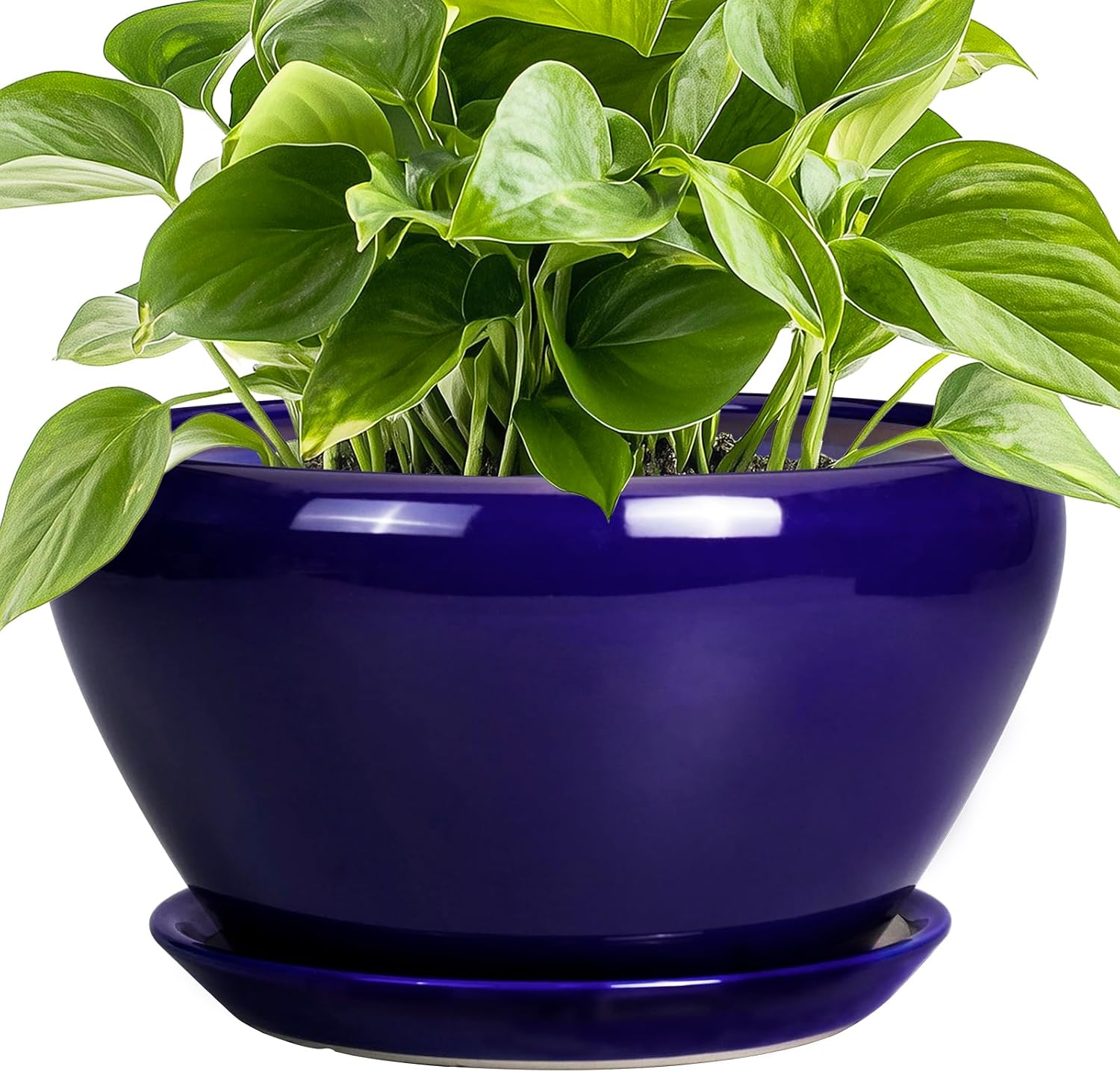 6in Ceramic Planter with Drainage Hole