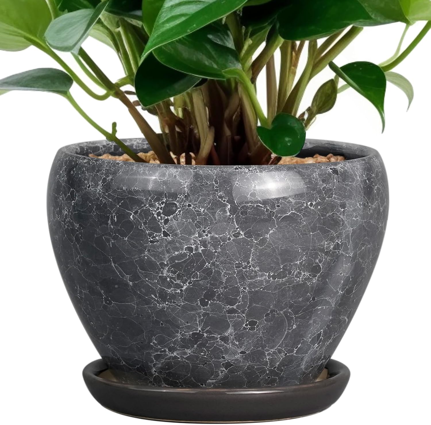 6in Ceramic Planter with Drainage Hole