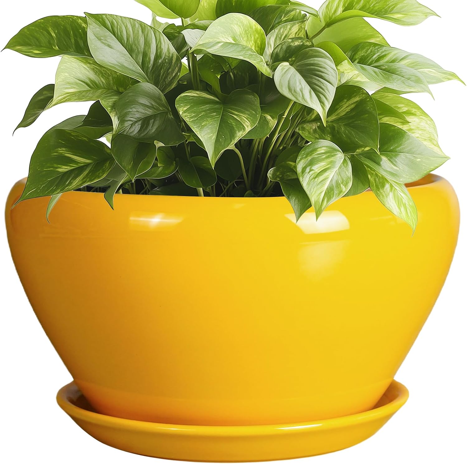 6in Ceramic Planter with Drainage Hole