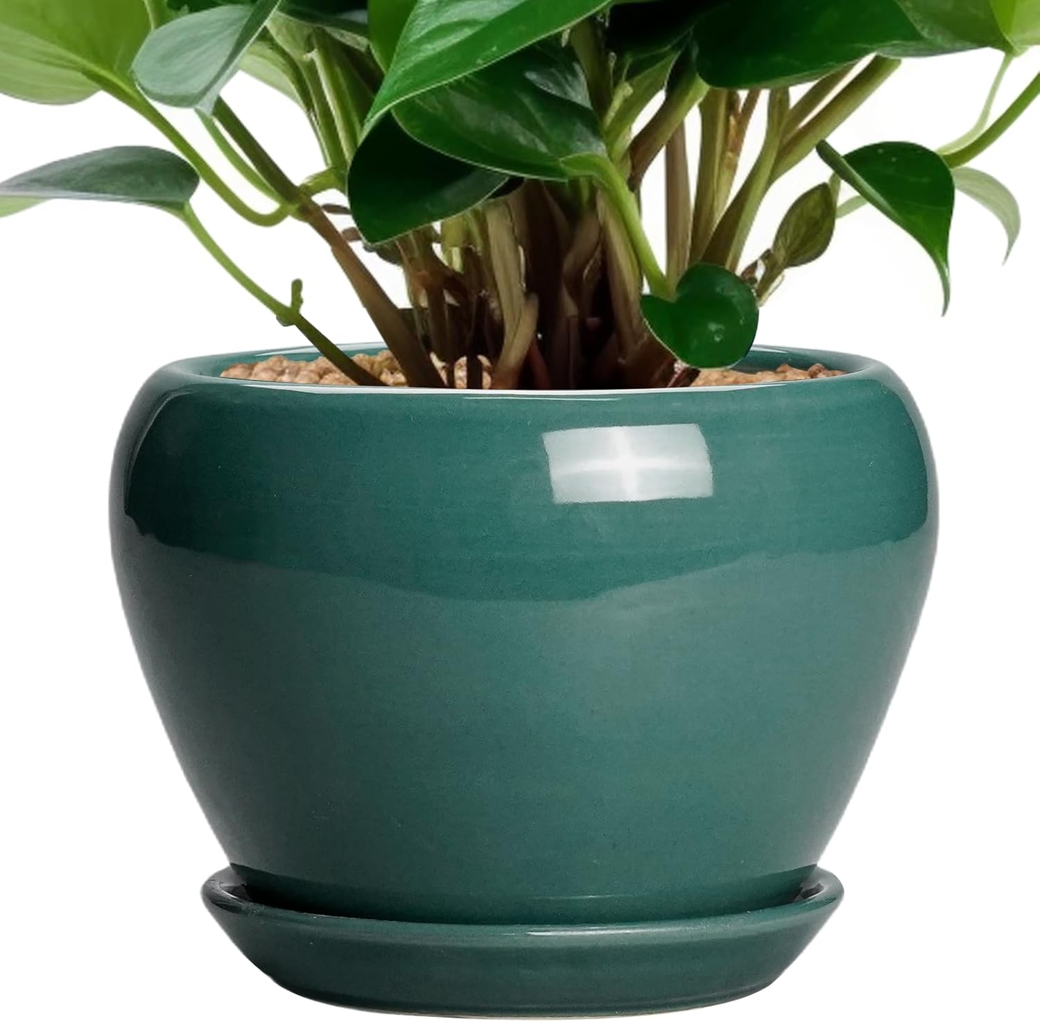 6in Ceramic Planter with Drainage Hole
