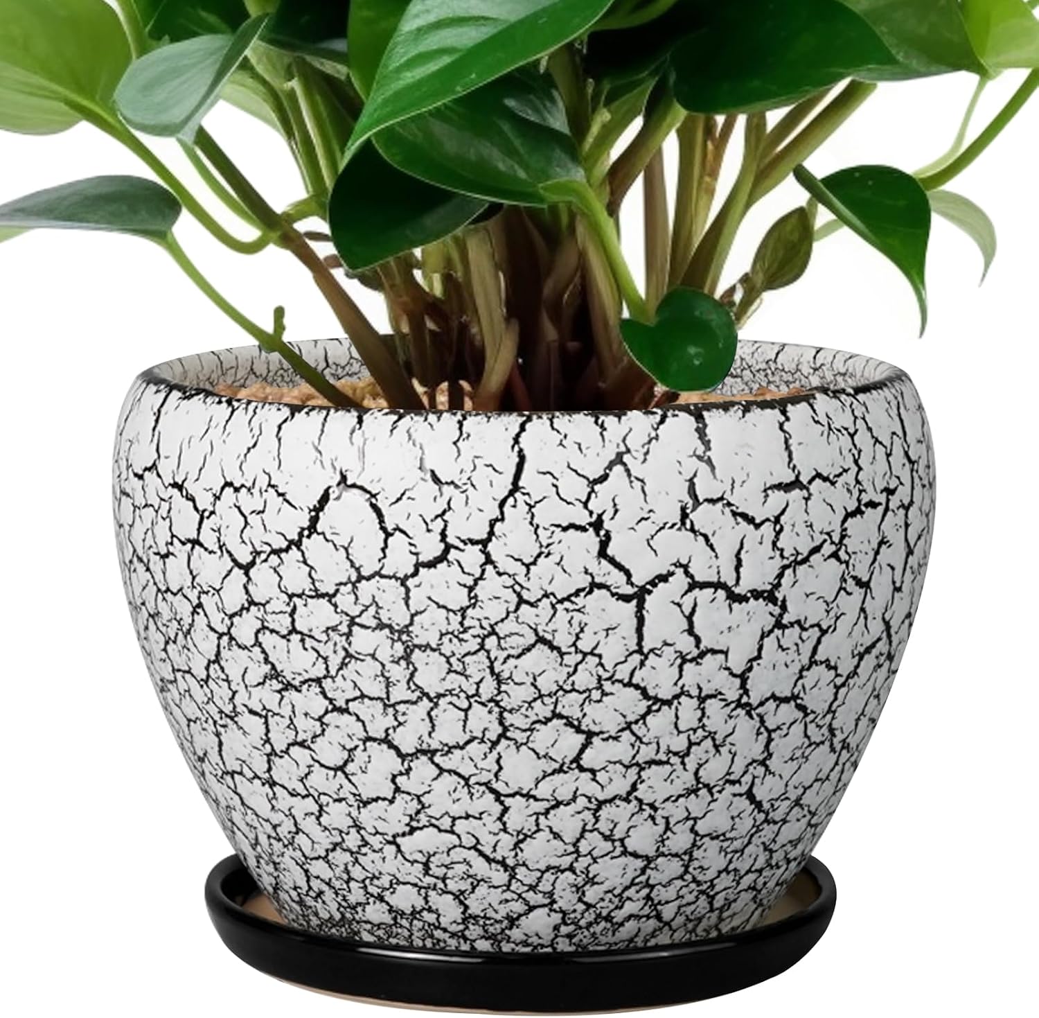 6in Ceramic Planter with Drainage Hole