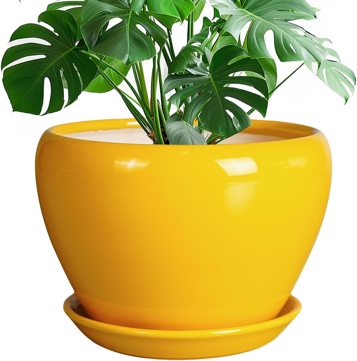 6in Ceramic Planter with Drainage Hole
