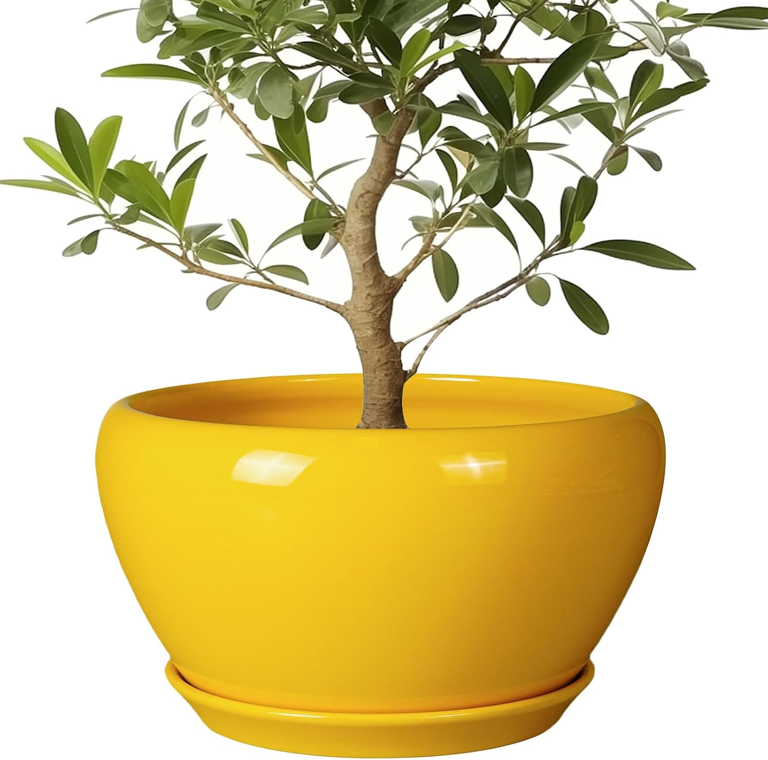 6in Ceramic Planter with Drainage Hole