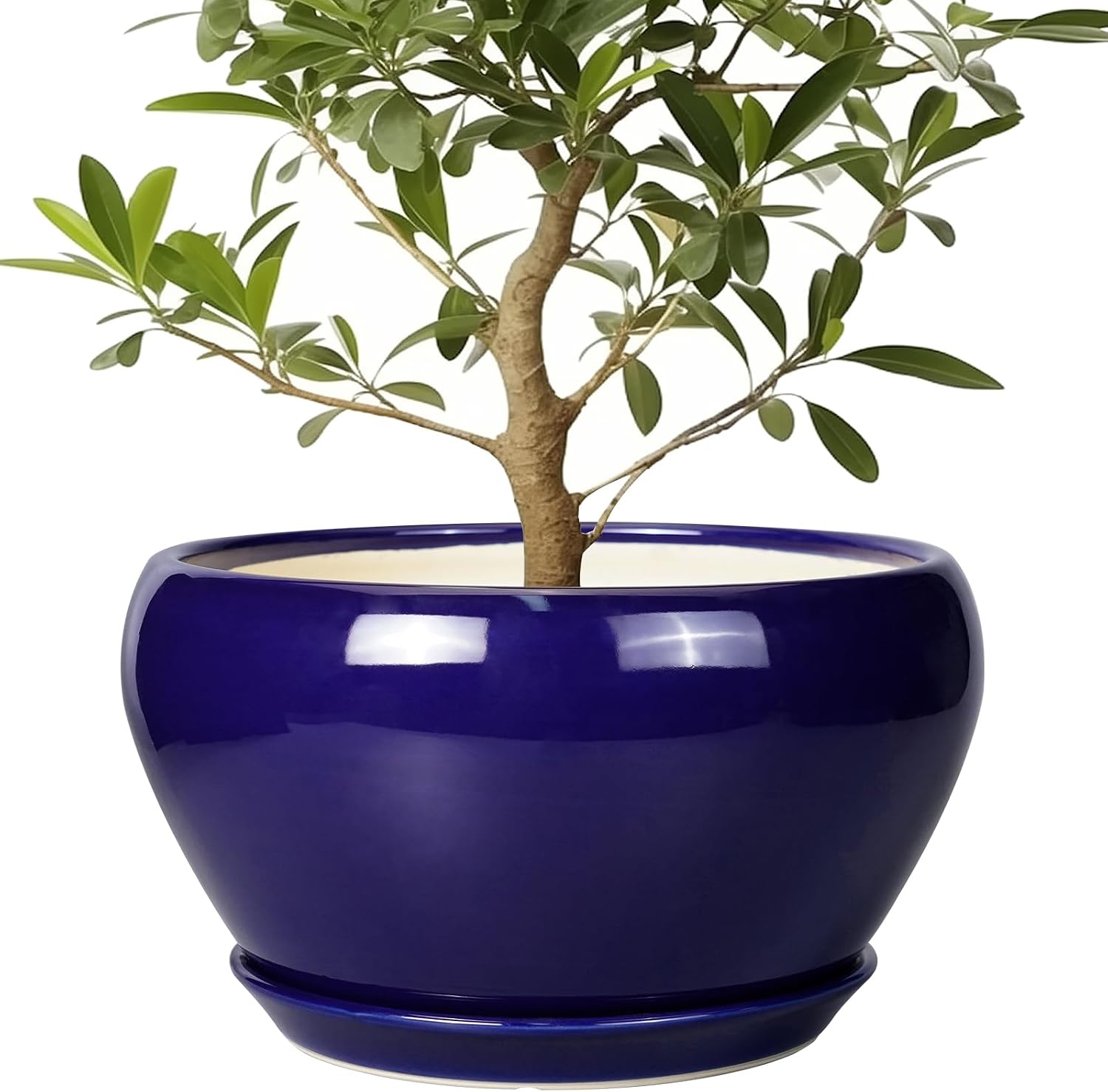6in Ceramic Planter with Drainage Hole