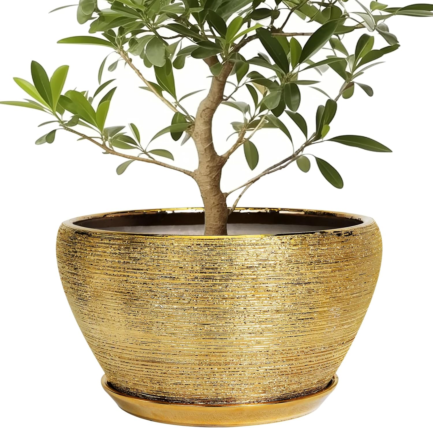6in Ceramic Planter with Drainage Hole